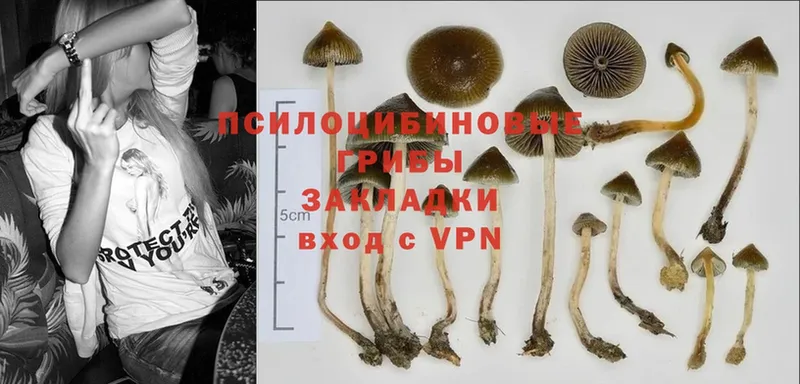 Галлюциногенные грибы Cubensis  магазин    Почеп 